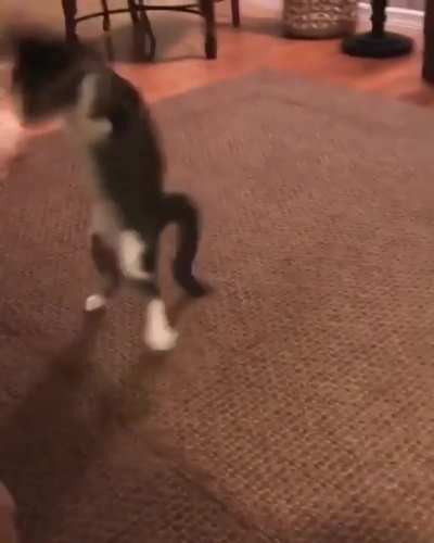 &ldquo;Raptor kitty loves her toy&rdquo;