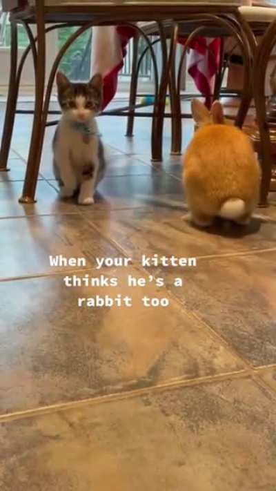 Little cat-bunny