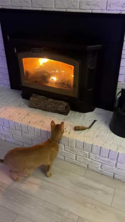Mango is enthralled with the fire
