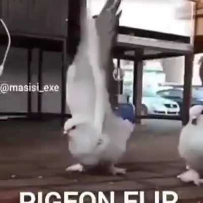 Da s&eacute;rie Monkey Flip apresento-lhes - PIGEON FLIP