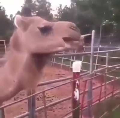 Camel eats woman’s hair.