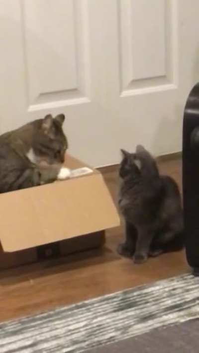 What is this thing you call &ldquo;taps?&rdquo;?Learning to cat...