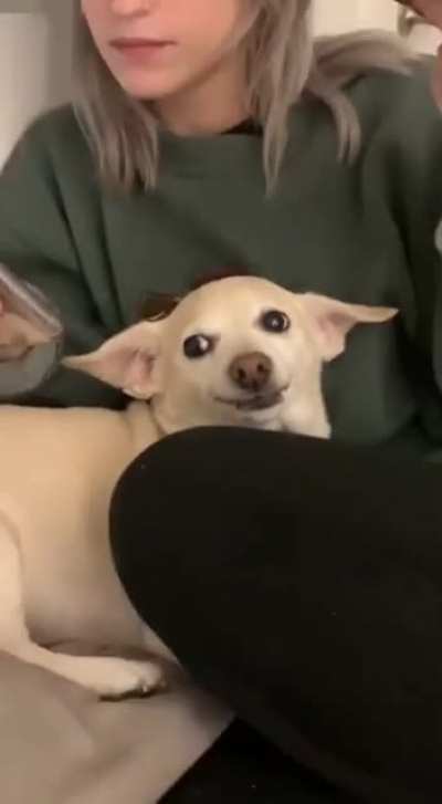 Demon dog