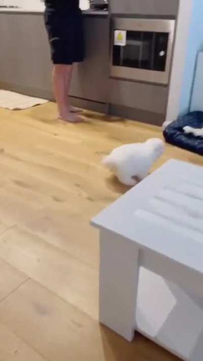 Excited for food zoomies