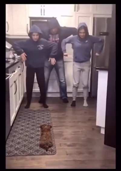 The dog lives in fear