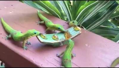 In contrast to most other gecko species, members of the genus Phelsuma are active mainly during the day, hence they're called "Day Geckos".