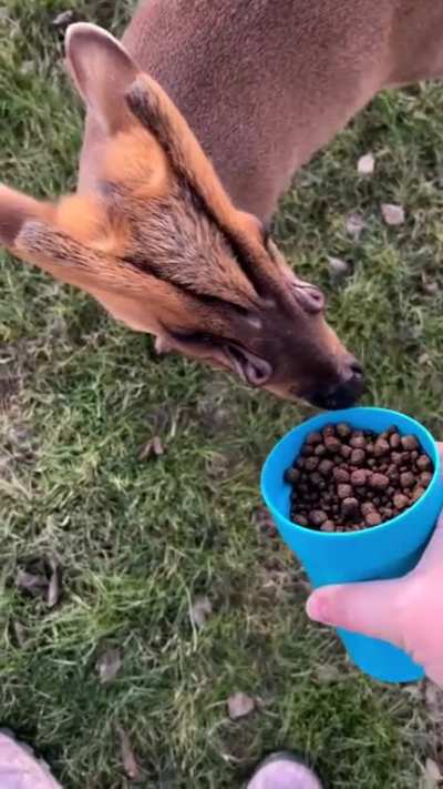 Muntjac deer have noticeable &ldquo;holes&rdquo; on their faces. These &ldquo;holes&rdquo; aren't actually holes. They are scent glands that muntjac deer use to mark their territories.