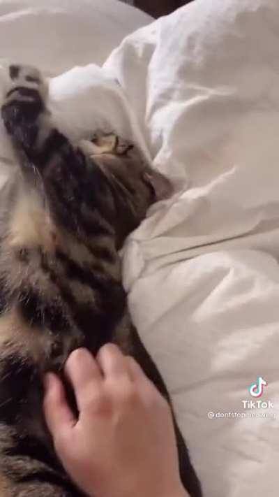 That cat deserves an Oscar