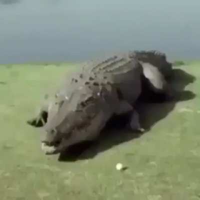 crockerdile