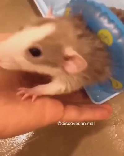 Cute Rats.
