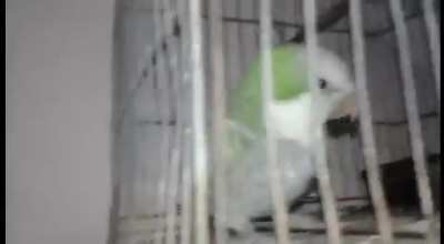 LORO BASADO