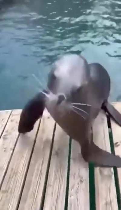 Happy flippers