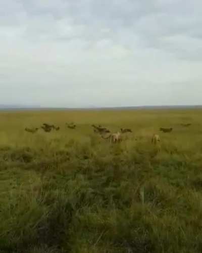 Moments after a lion and her young hunt down and kill a Hyena pup, a swarm of Hyenas overpower the lion, only to be repelled by an onslaught of Lions come to her defense.