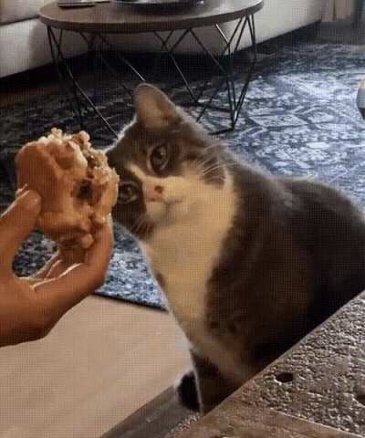 Котэ