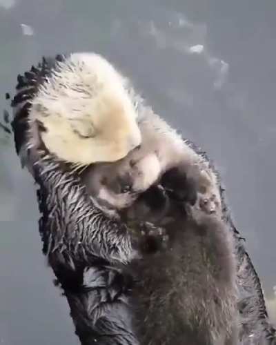 Newborn sea otter pups are so buoyant they can&rsquo;t immediately dive for food.