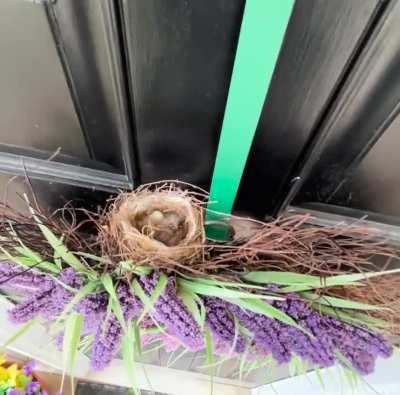 decorated my door for spring not knowing I had company