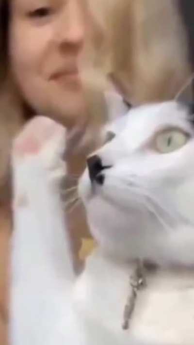 Iranian cat