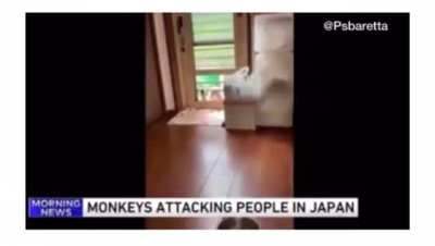 Monkeys have attacked dozens of people in Japan - They aren&rsquo;t interested in food, &ldquo;only violence.&rdquo; 🐒