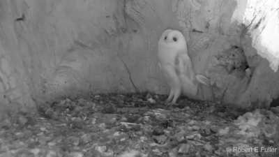 Baby owl hears thunder for the first time