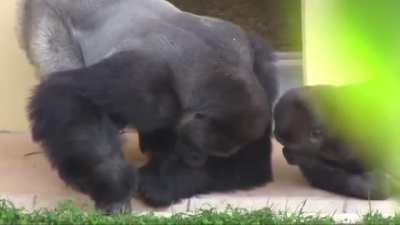 Dad and son silverback monitoring a caterpillar.