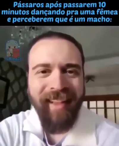 danca, gatinho