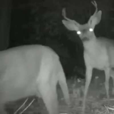 Hidden night time camera