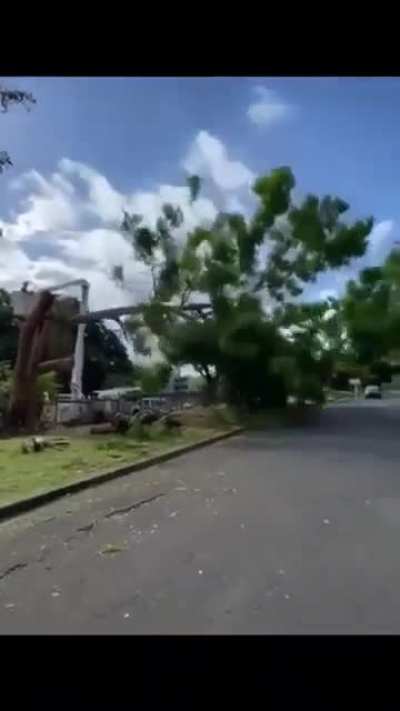 The tree's one last 