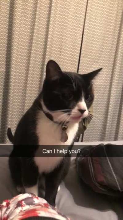 My brother&rsquo;s cat loves to beg for attention