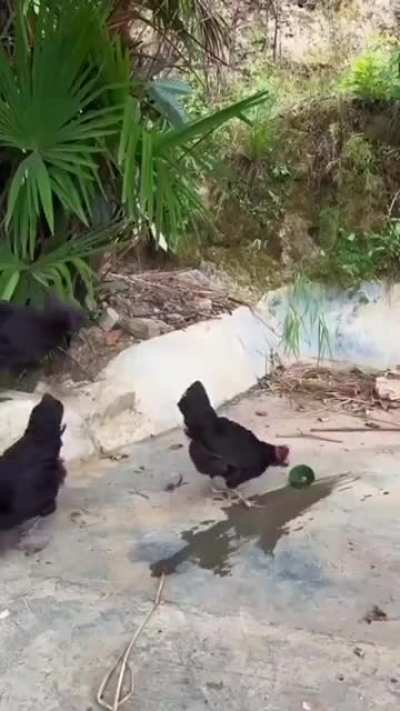 Dinner Time