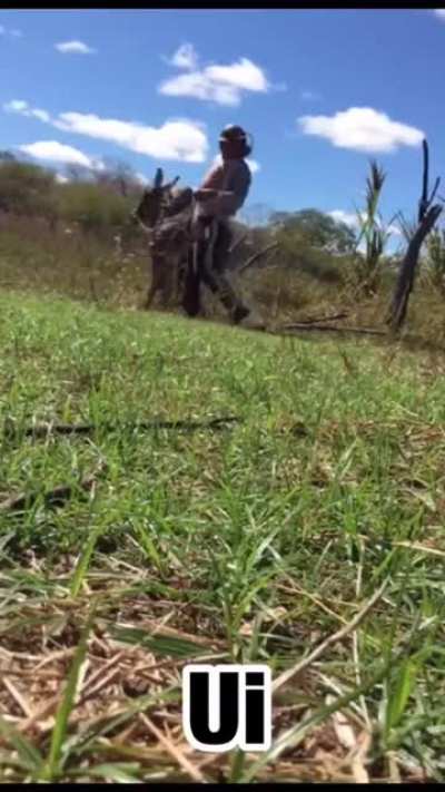 ERA NO JUMENTO