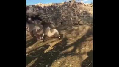 Sheep goes sicko mode (with epic soundtrack)