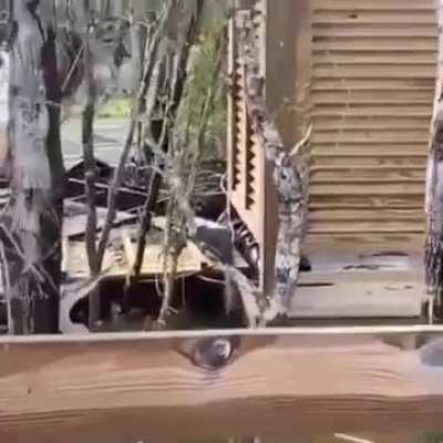 Heron takes squirrel. 