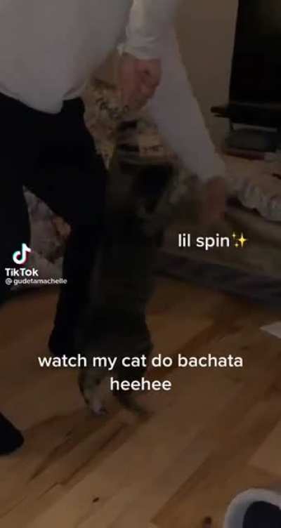 I see you managed to avoid the bookings yesterday. Don’t forget to take your local bodega cat for a night out on the town