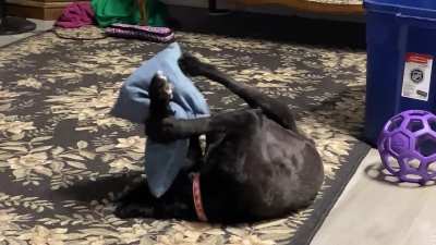 Doggy kicks 
