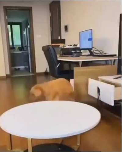 Imma really gud boi, hooman
