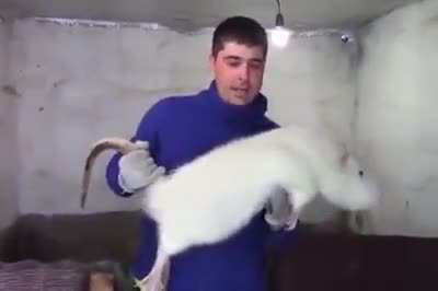 They are real...