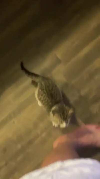 Just rescued this 5 week old kitten. Why does she scream like this so much? She&rsquo;s been fed and has water, toys, and a clean litterbox