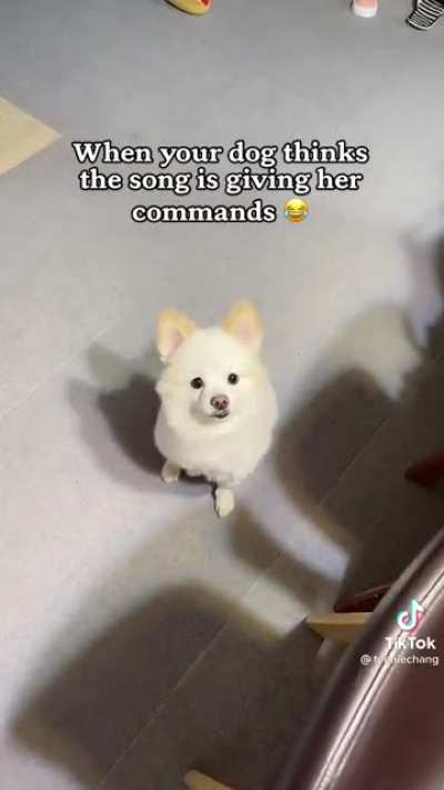 Turn around! A very good boy 🤣