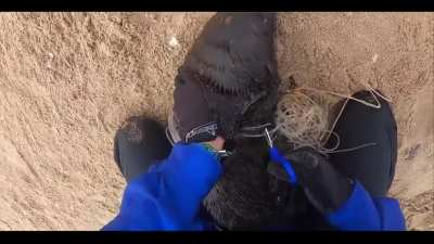 Heroes saving seal pups entangled in netting