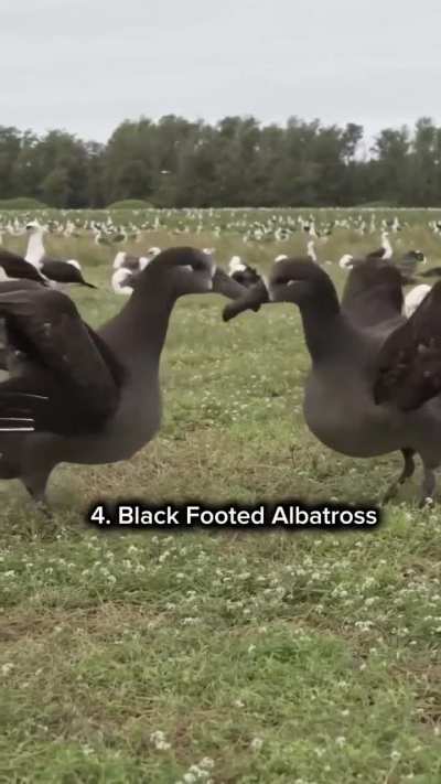 Feathered weirdos need to be the centre of attention