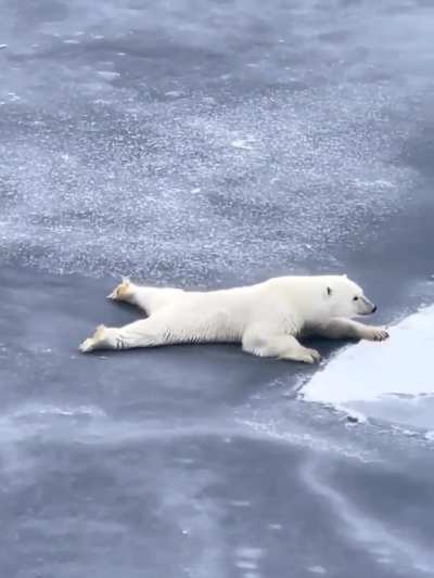 Polar bear slides across thin ice to avoid breaking it.