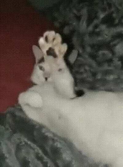 My immediate thought was &ldquo;this kitler belongs here&rdquo;