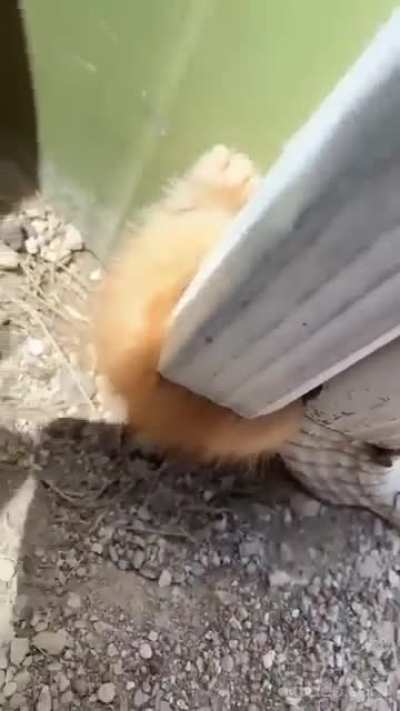 Crazy man tried to use orange kitten as an artillery shell