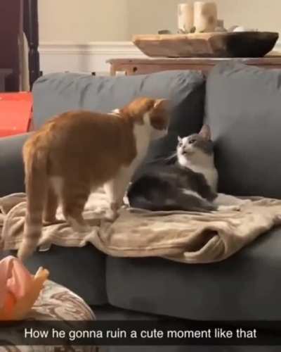 Cats are weird.