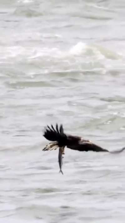 Eyesight of Eagle and Cameraman ! Wow