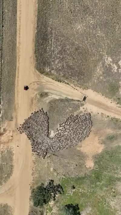 Drone footage of herding dogs in action