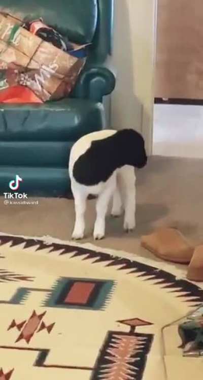 Credit-kassidiward on TikTok