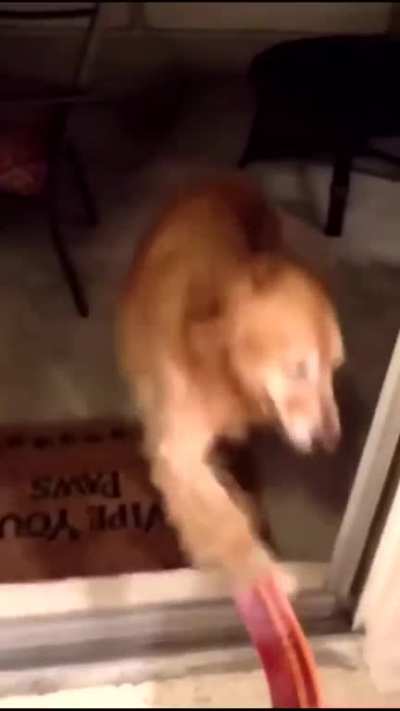 Vemos aqui um cachorro que sofre de Estresse p&oacute;s-traum&aacute;tico