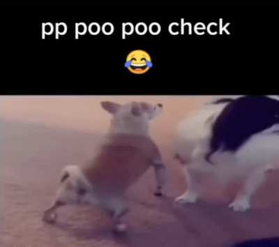 pp poopoo chek 😂😂 (idk if it was posted here already)