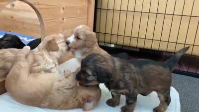 Update on our puppies: now they&lsquo;re walking around.